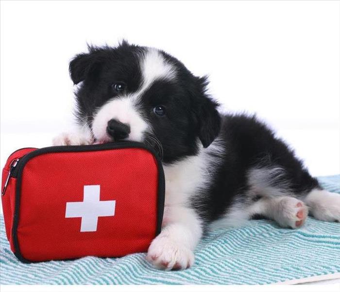 Puppy with an emergency kit