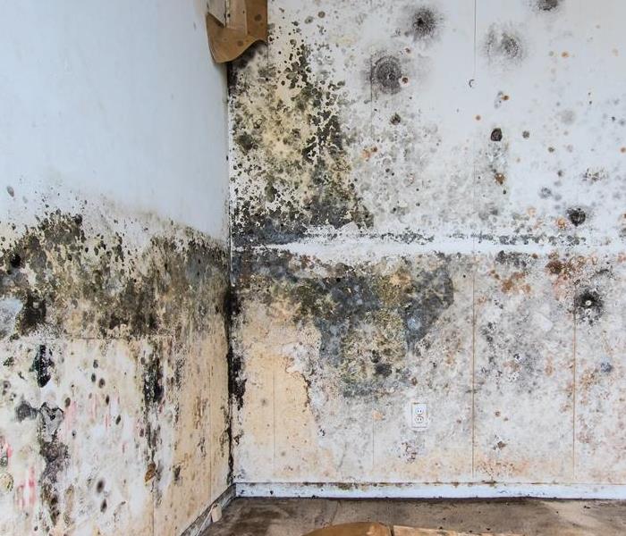 mold damage wall